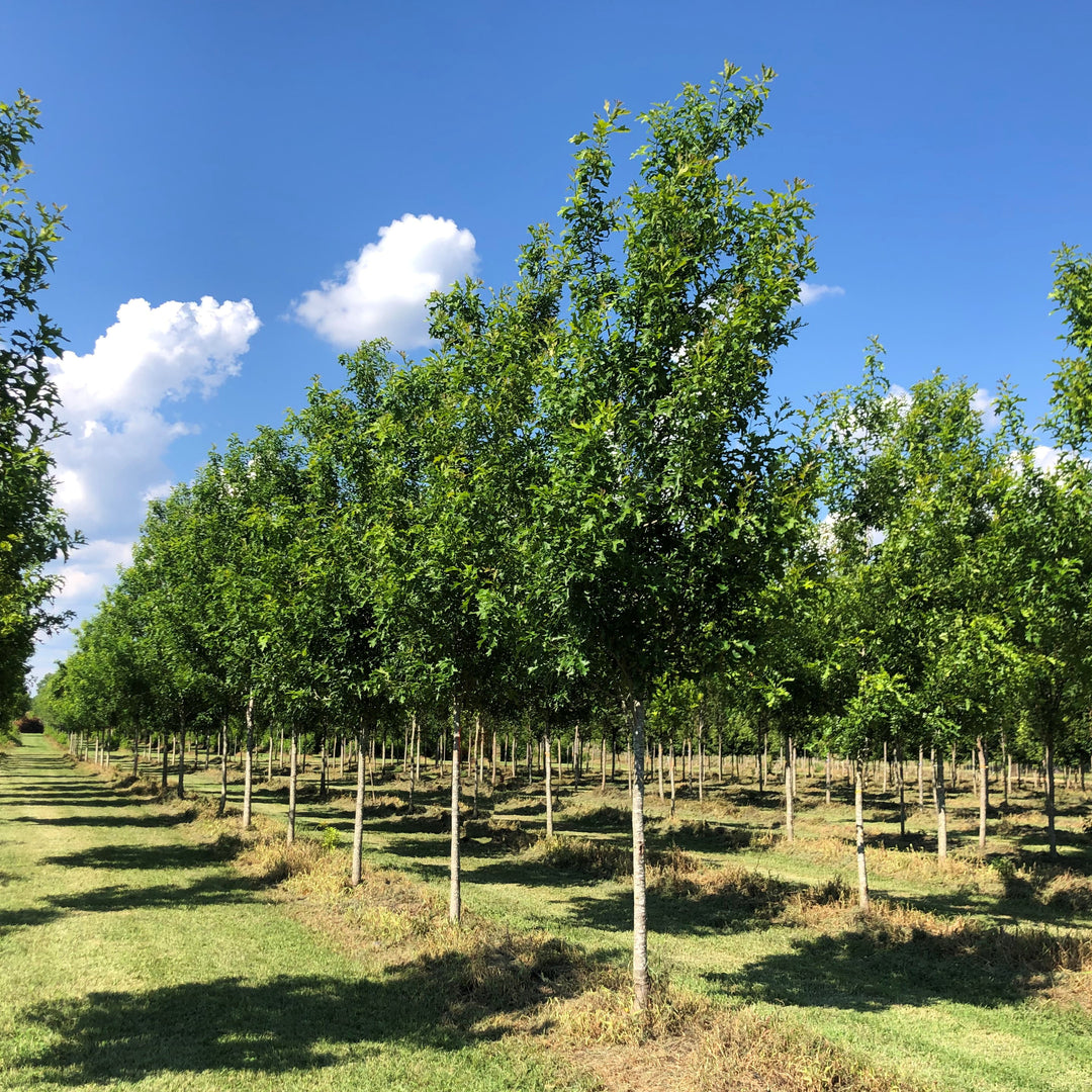 Quercus nuttallii ‘QNMTF2’ ~ Solstyce® Upright Nuttall Oak-ServeScape