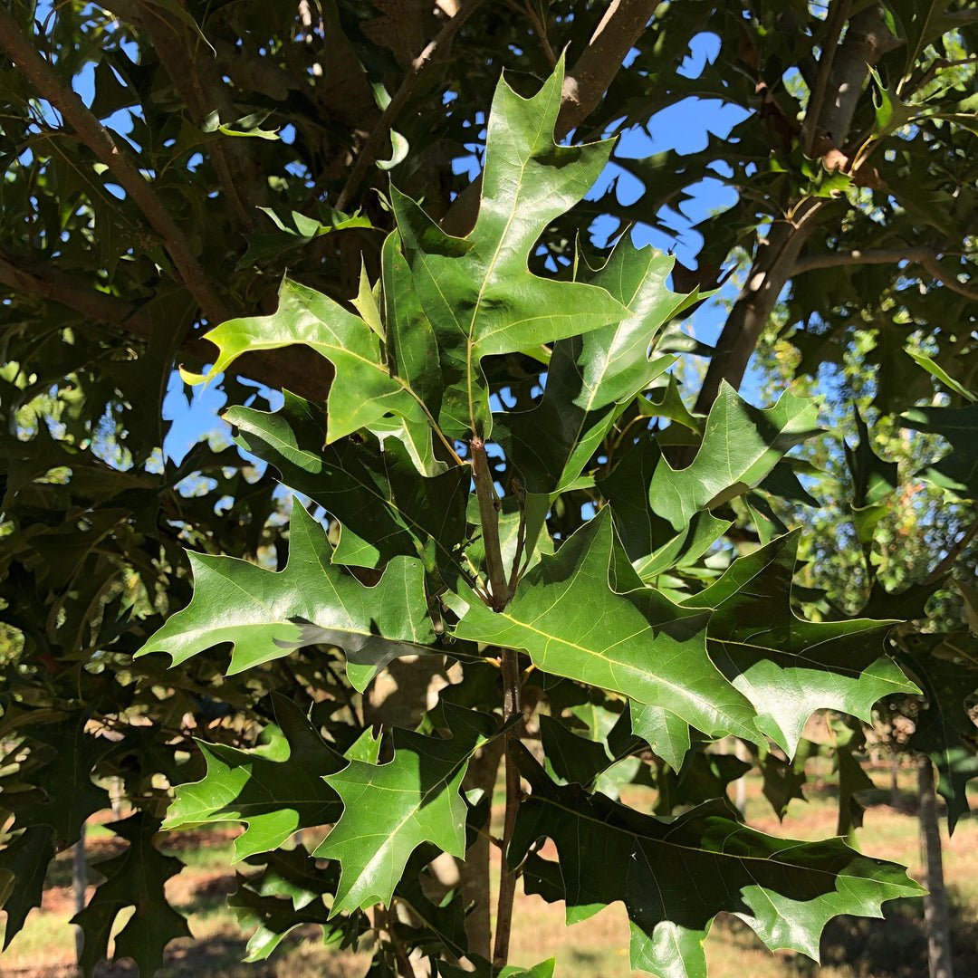 Quercus nuttallii ‘QNMTF2’ ~ Solstyce® Upright Nuttall Oak-ServeScape