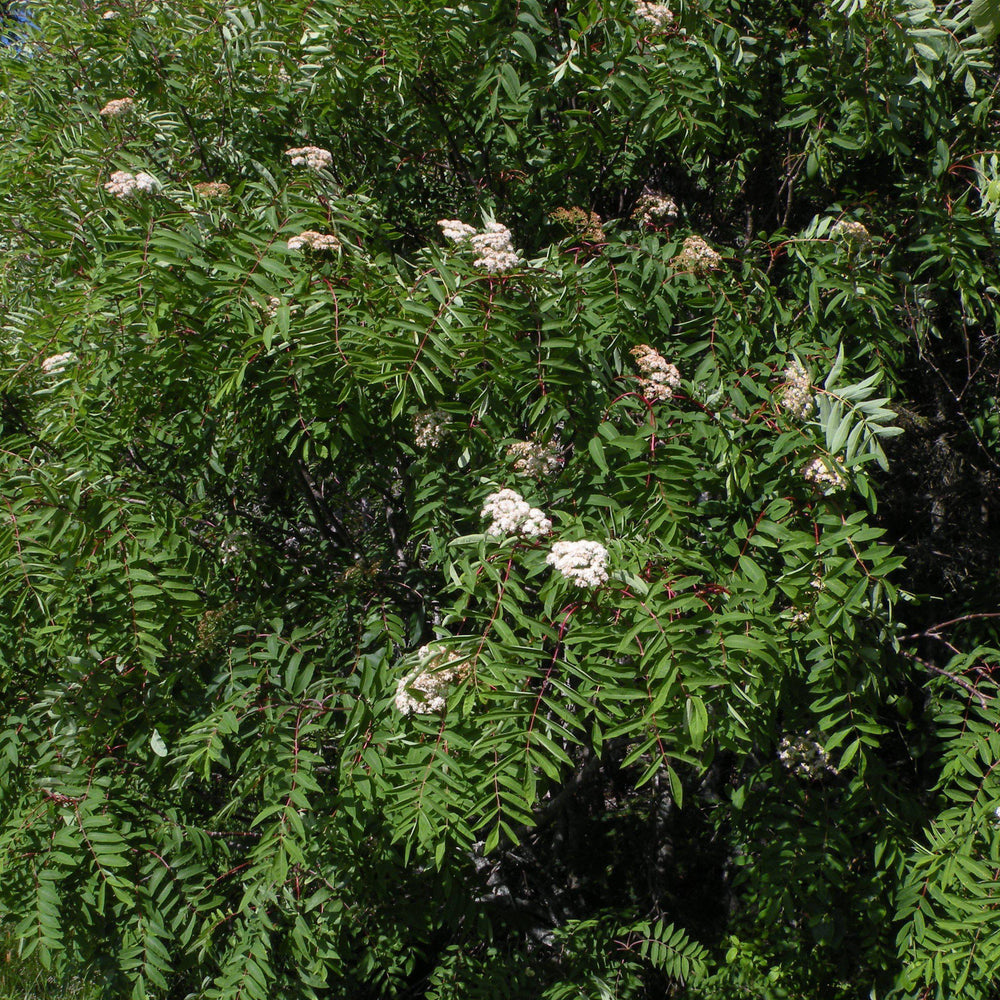 Sorbus americana ~ American Mountain Ash-ServeScape