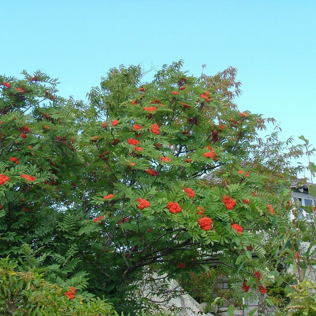 Sorbus americana ~ American Mountain Ash-ServeScape