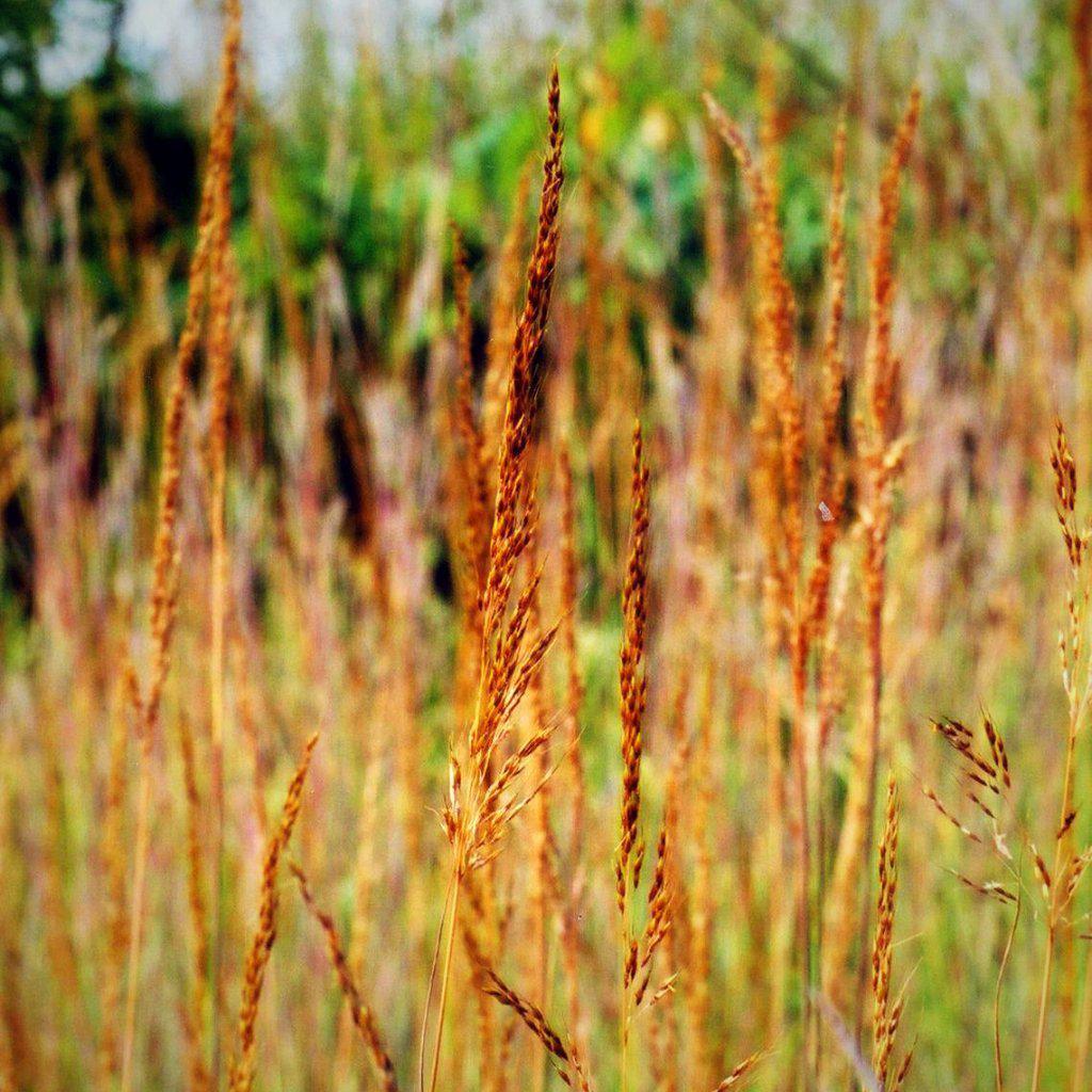 Sorghastrum nutans ~ Indian Grass - Delivered By ServeScape