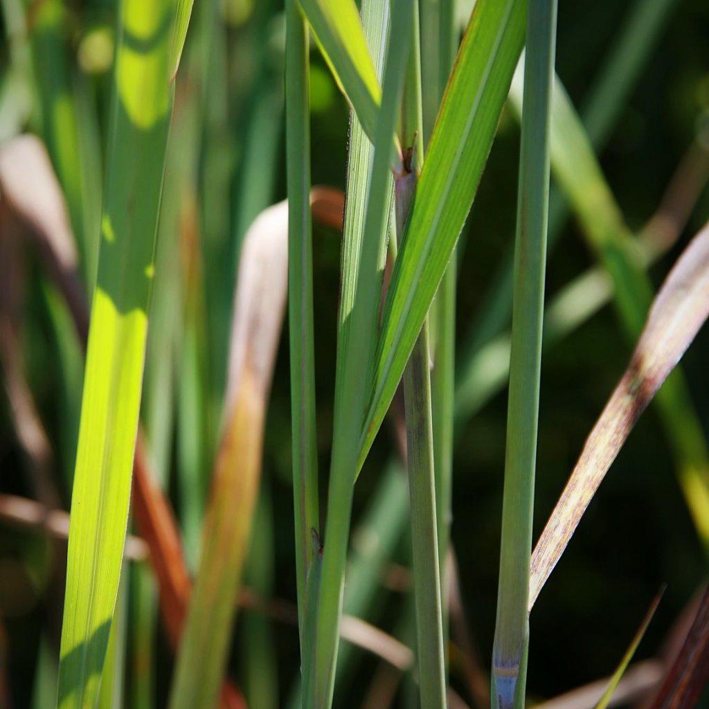 Sorghastrum nutans 'Indian Steel' ~ Indian Steel Indian Grass - Delivered By ServeScape