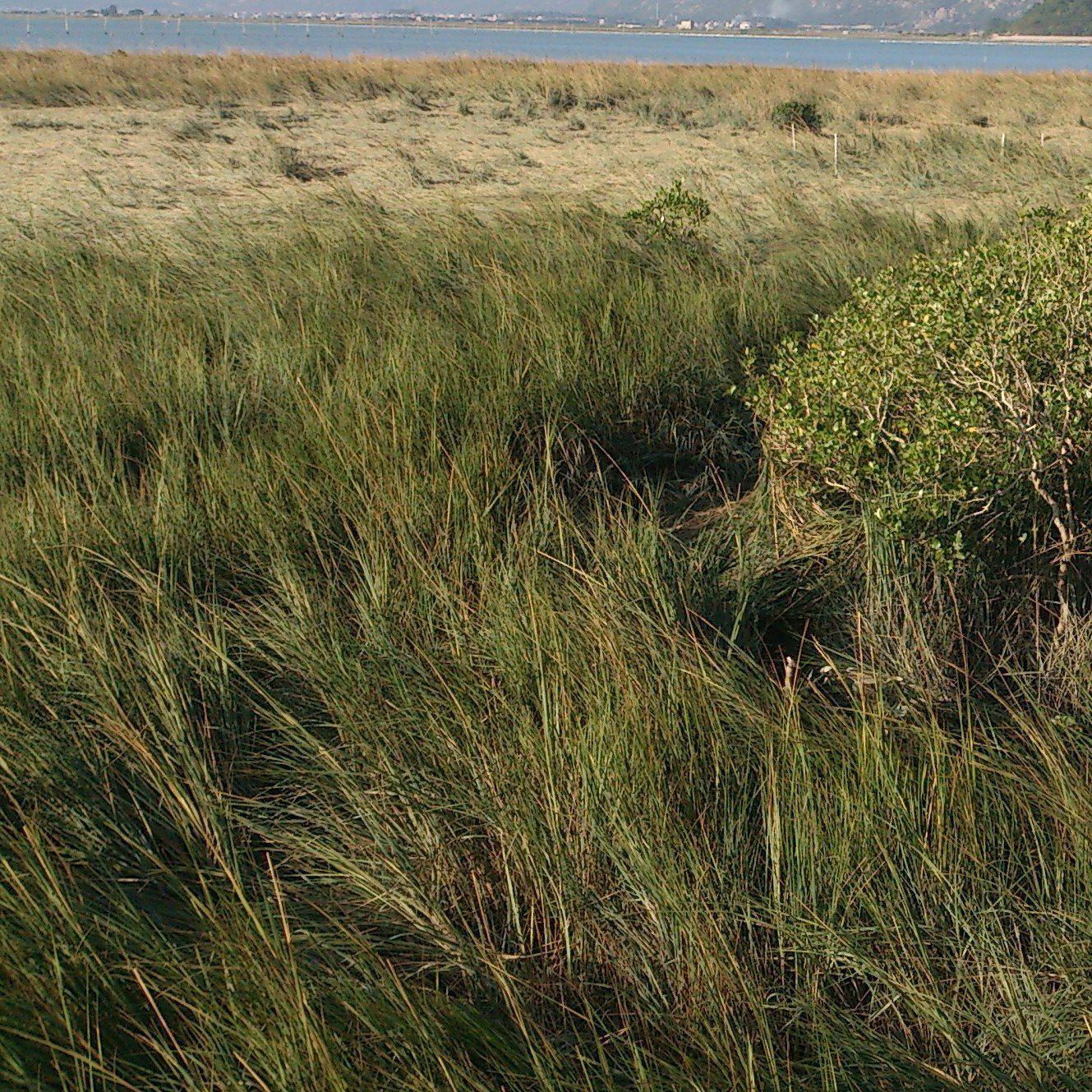 Spartina alterniflora ~ Smooth Cordgrass, Saltmarsh Cordgrass-ServeScape