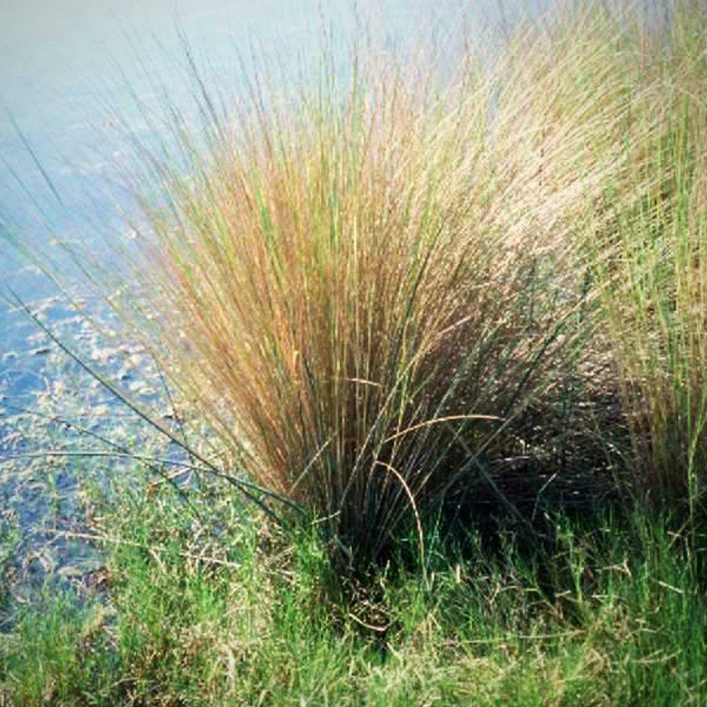Spartina bakeri ~ Sand Cordgrass - Delivered By ServeScape