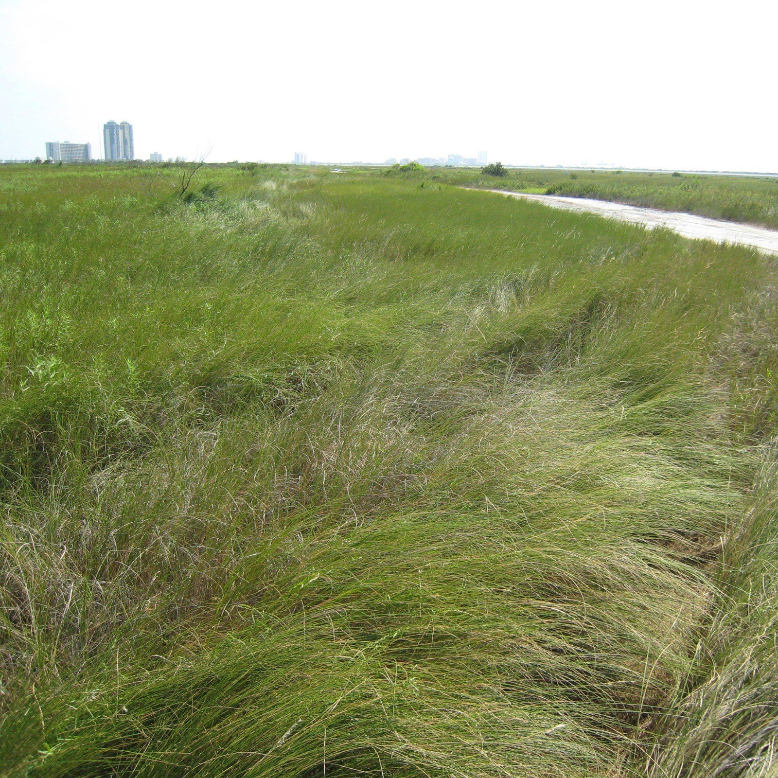 Spartina patens ~ Saltmeadow Cordgrass-ServeScape