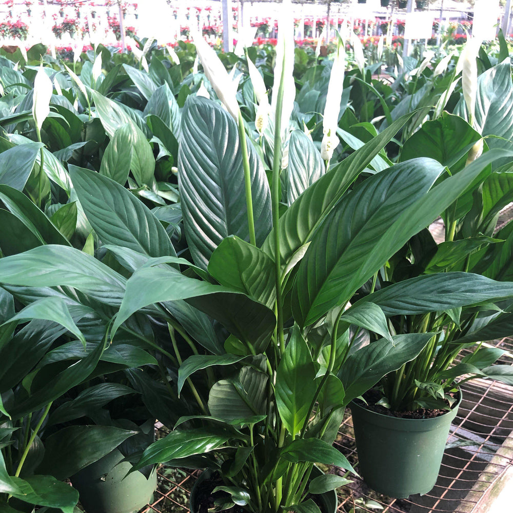 Spathiphyllum ~ Peace Lily-ServeScape