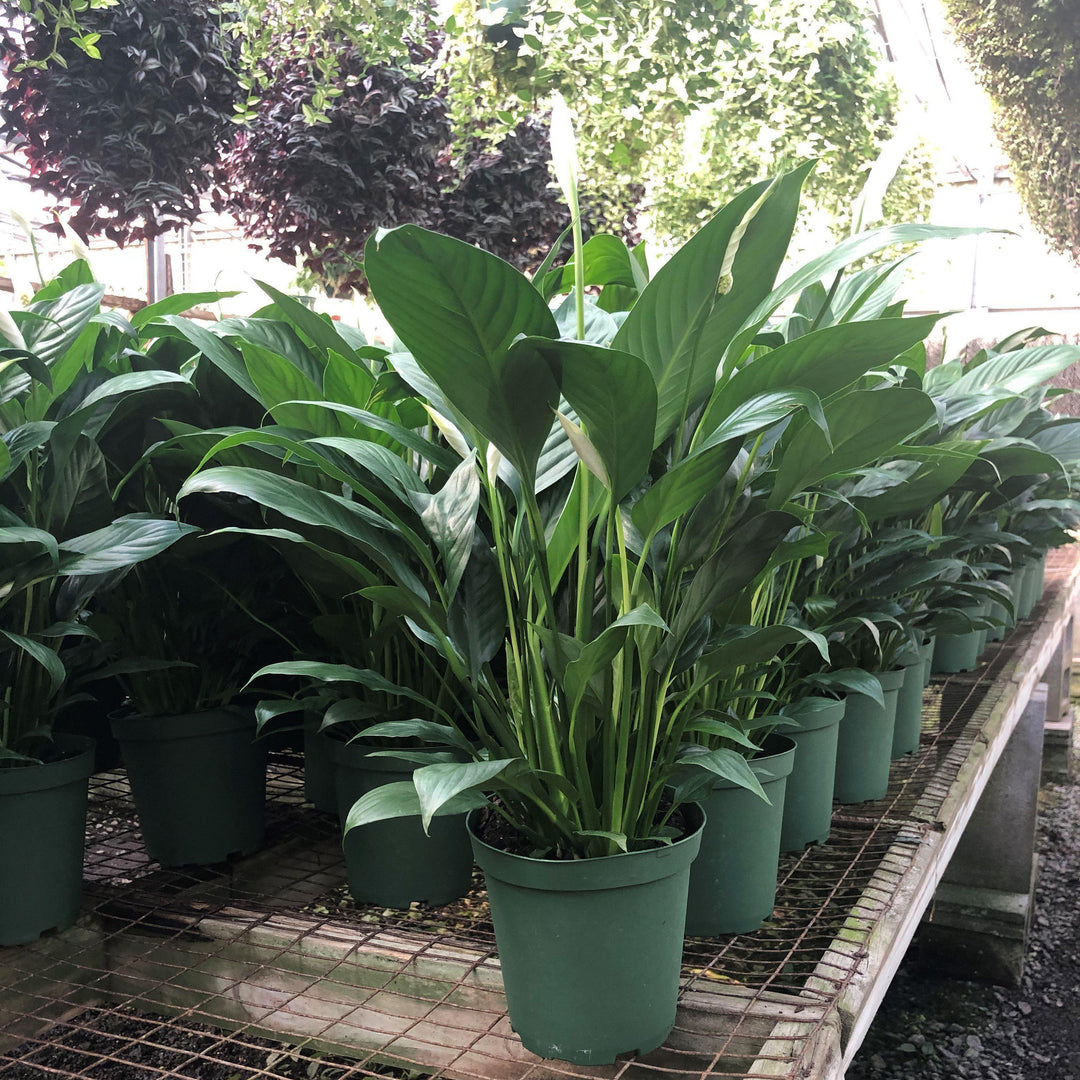 Spathiphyllum ~ Peace Lily-ServeScape