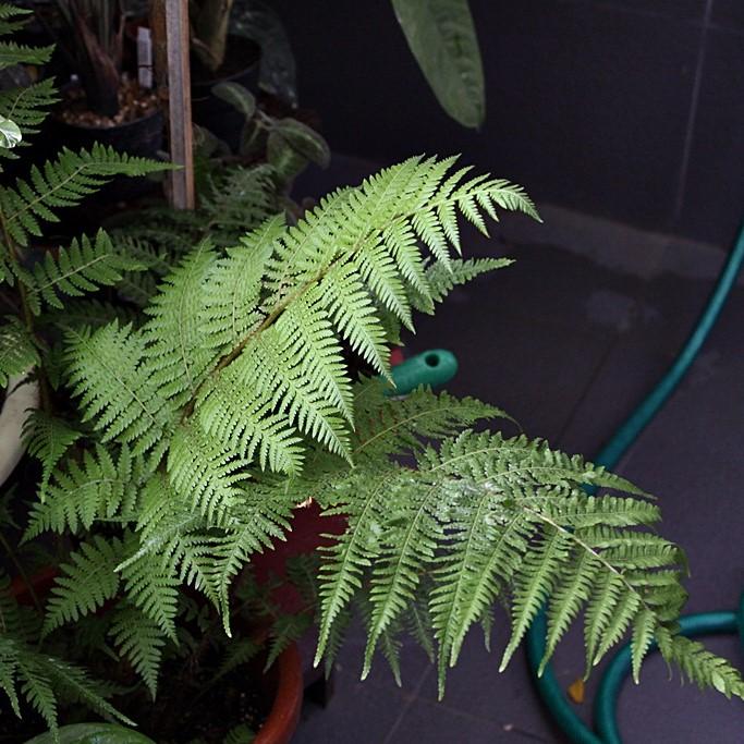 Sphaeropteris cooperi ~ Australian Tree Fern-ServeScape