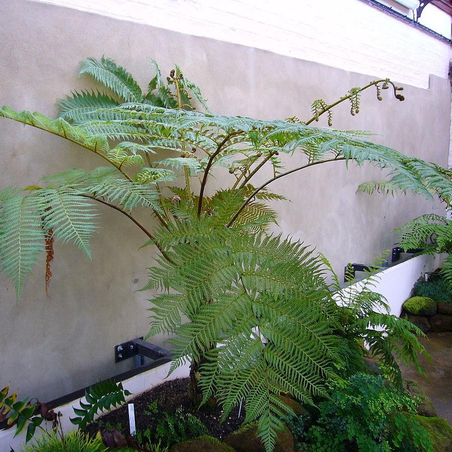 Sphaeropteris cooperi ~ Australian Tree Fern-ServeScape