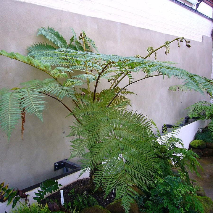 Sphaeropteris cooperi ~ Australian Tree Fern-ServeScape