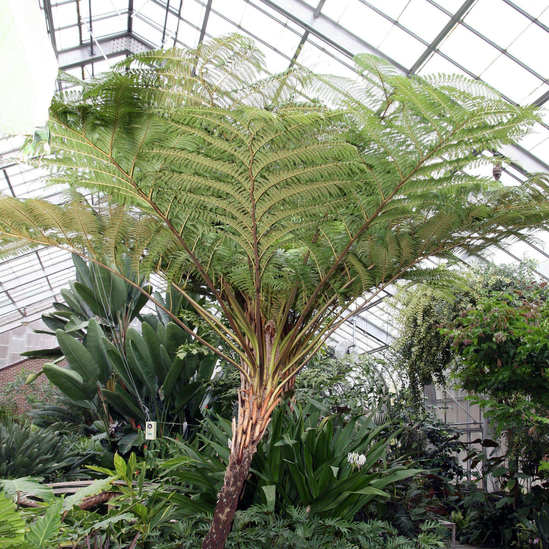 Sphaeropteris cooperi ~ Australian Tree Fern-ServeScape