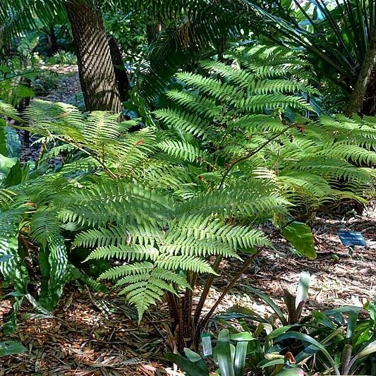 Sphaeropteris cooperi ~ Australian Tree Fern-ServeScape