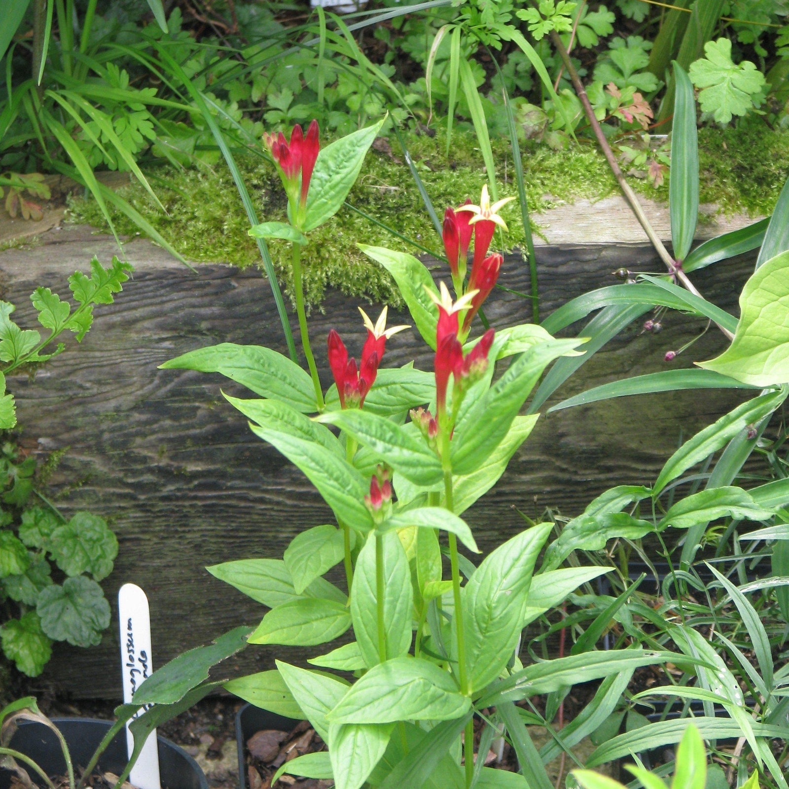 Spigelia marilandica ~ Indian Pink-ServeScape