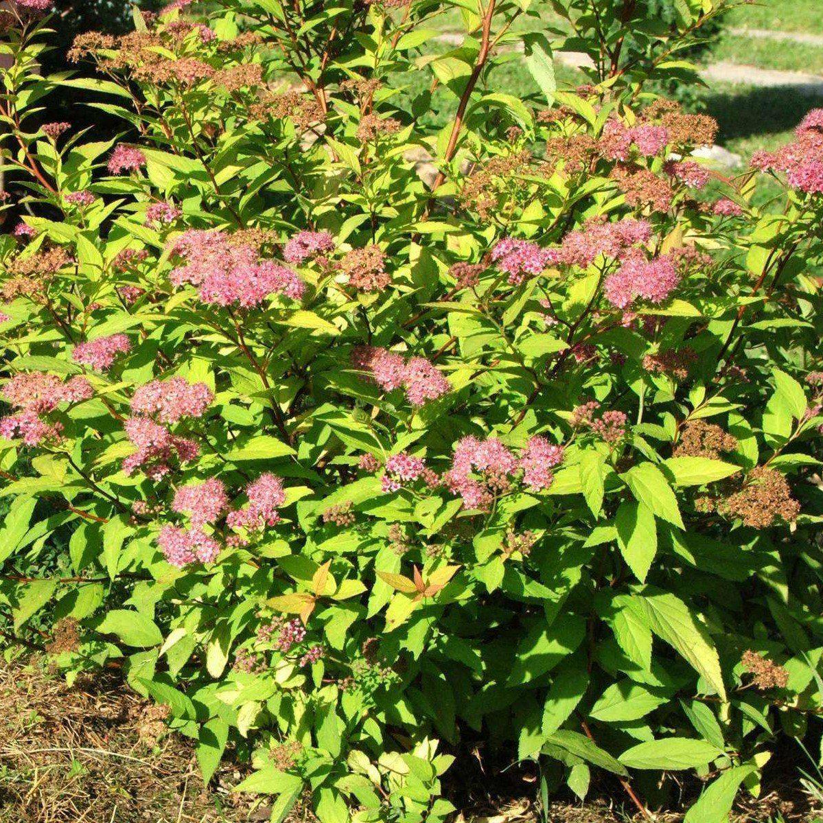 Spiraea 'Bailcarol' ~ Sundrop™ Spirea - Delivered By ServeScape