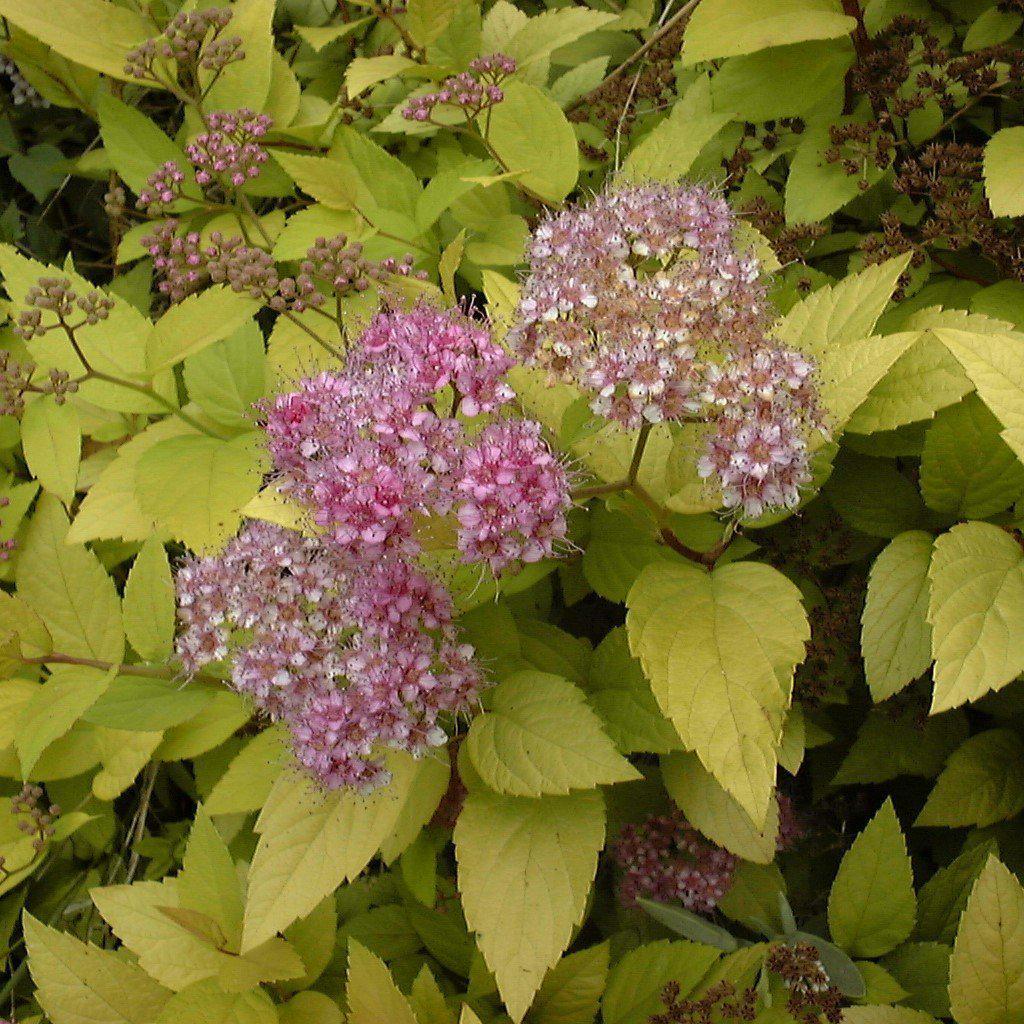Spiraea 'RLH-SBGK' ~ Golden Kupcake™ Spirea-ServeScape