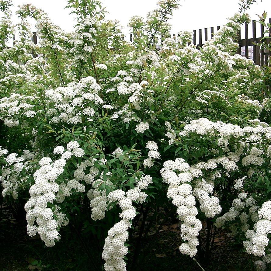 Spiraea cantoniensis ~ Reeve's Spirea-ServeScape