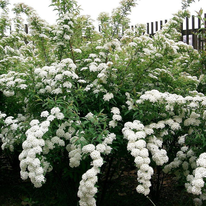 Spiraea cantoniensis ~ Reeve's Spirea-ServeScape