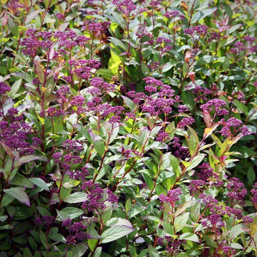 Spiraea japonica 'Anthony Waterer' ~ Anthony Waterer Spirea - Delivered By ServeScape