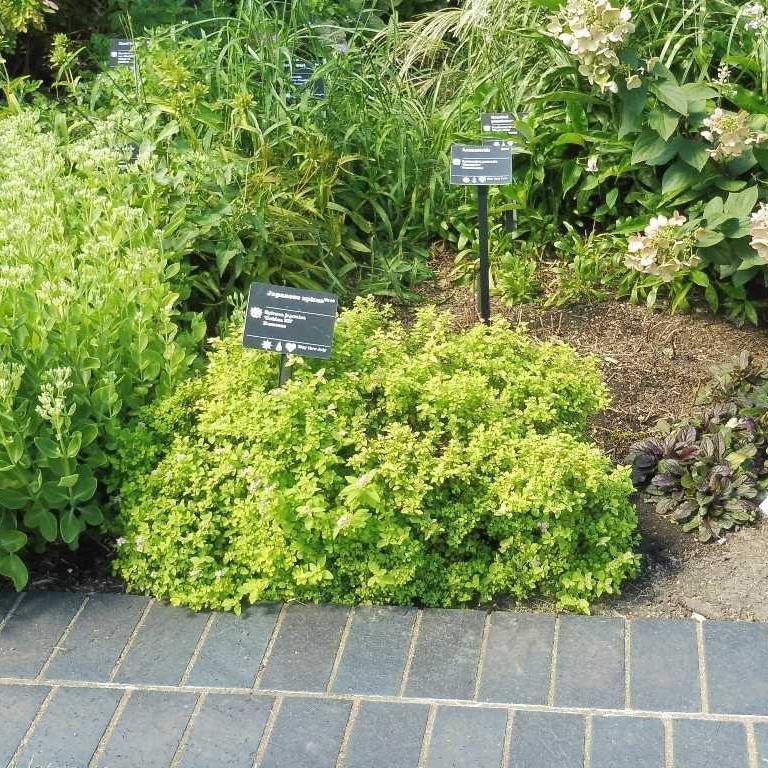 Spiraea japonica 'Golden Elf' ~ Golden Elf Spirea - Delivered By ServeScape