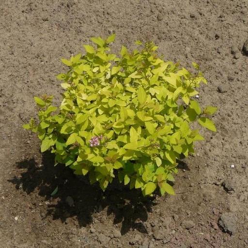 Spiraea japonica 'Golden Princess' ~ Golden Princess Spirea-ServeScape