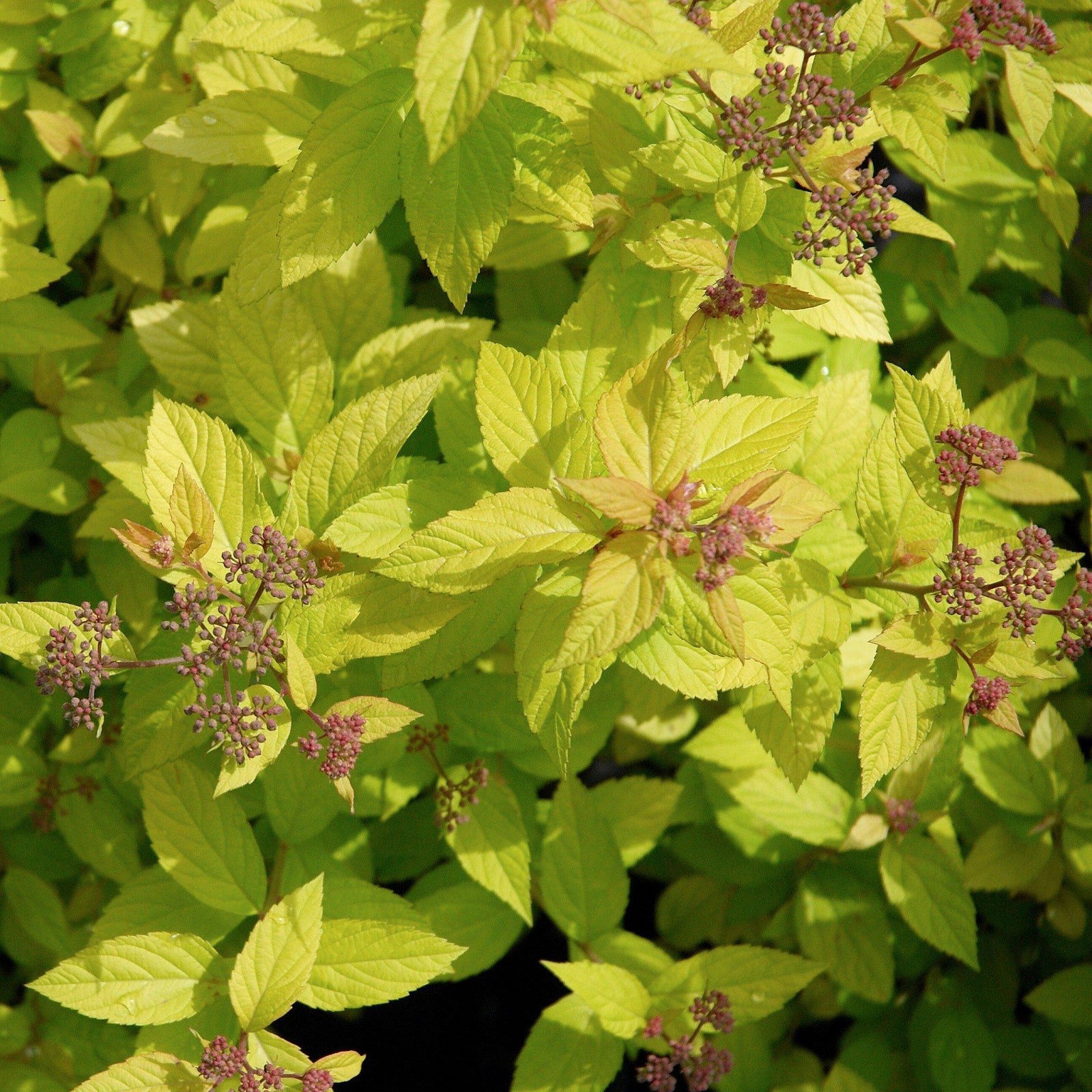 Spiraea japonica 'Golden Princess' ~ Golden Princess Spirea - Delivered By ServeScape