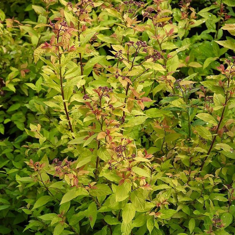 Spiraea japonica 'Goldflame' ~ Goldflame Spirea-ServeScape