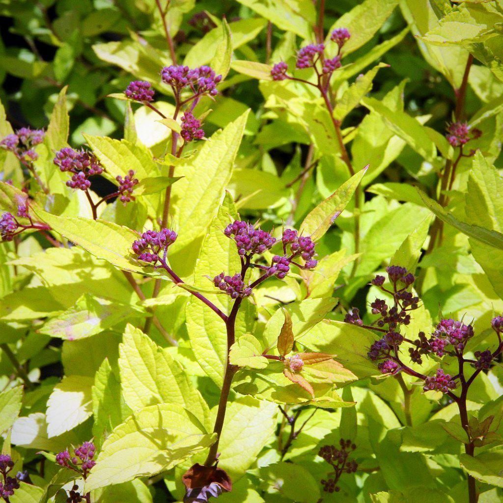 Spiraea japonica 'Goldmound' ~ Goldmound Spirea - Delivered By ServeScape