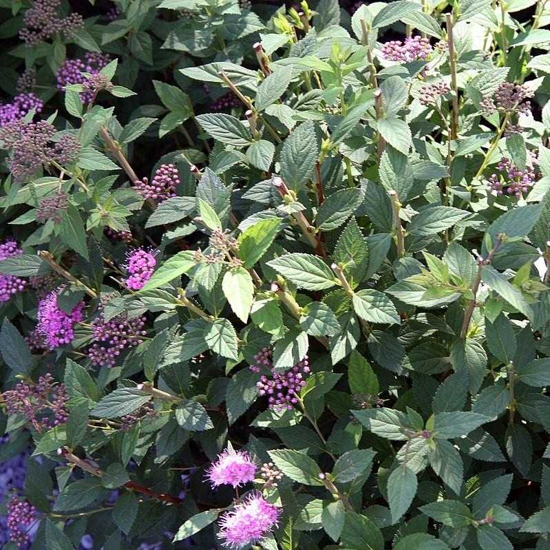 Spiraea japonica 'Little Princess' ~ Little Princess Spirea-ServeScape