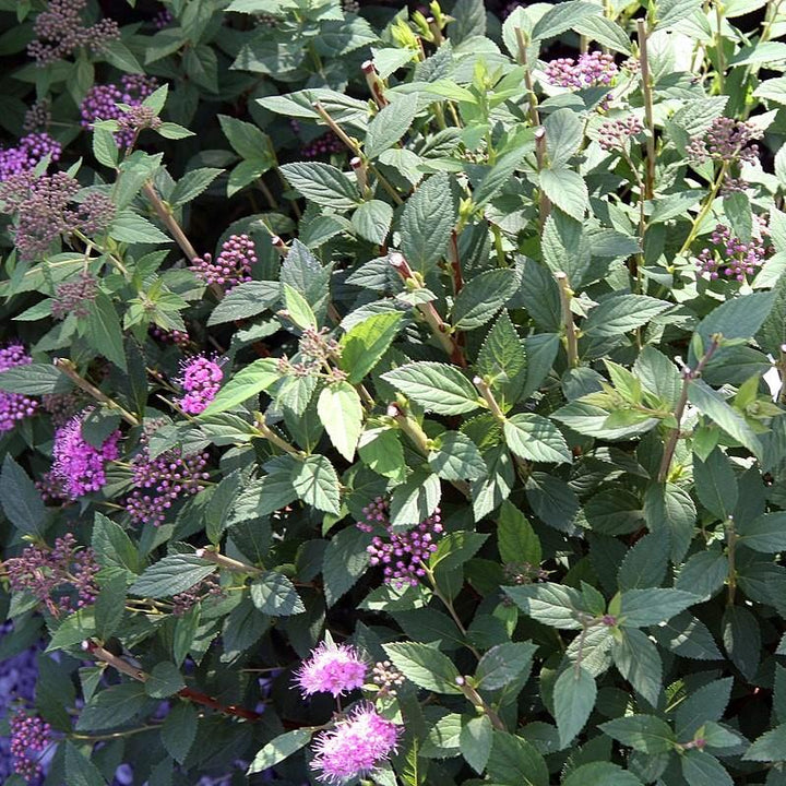 Spiraea japonica 'Little Princess' ~ Little Princess Spirea-ServeScape
