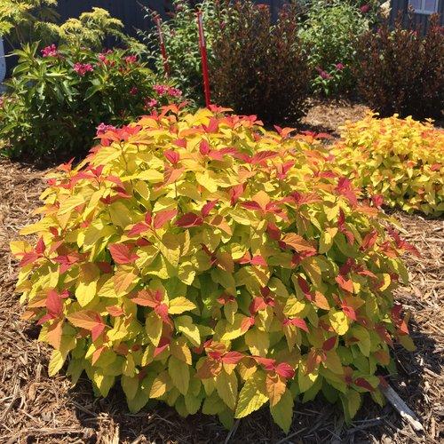 Spiraea japonica 'NCSX1' ~ Double Play® Candy Corn® Spirea-ServeScape