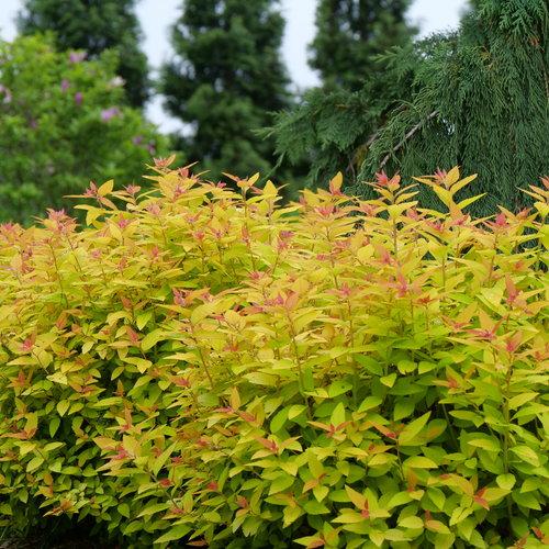 Spiraea japonica 'NCSX1' ~ Double Play® Candy Corn® Spirea-ServeScape