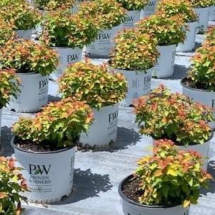 Spiraea japonica 'NCSX1' ~ Double Play® Candy Corn® Spirea-ServeScape