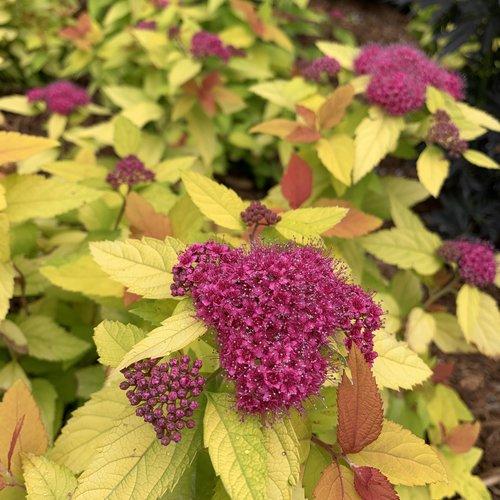 Spiraea japonica 'NCSX1' ~ Double Play® Candy Corn® Spirea-ServeScape
