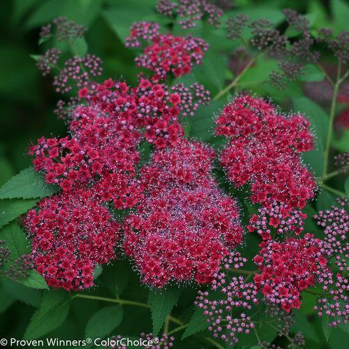 Spiraea japonica 'SMNSJMFR' PP#26,993 ~ Double Play® Red Spirea-ServeScape