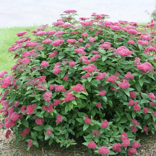 Spiraea japonica 'SMNSJMFR' PP#26,993 ~ Double Play® Red Spirea-ServeScape