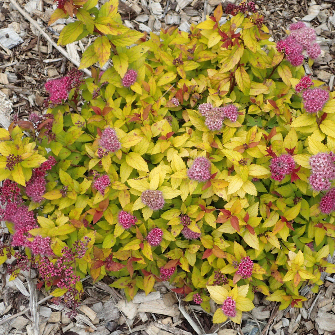 Spiraea japonica 'Walbuma' ~ Magic Carpet Spirea-ServeScape