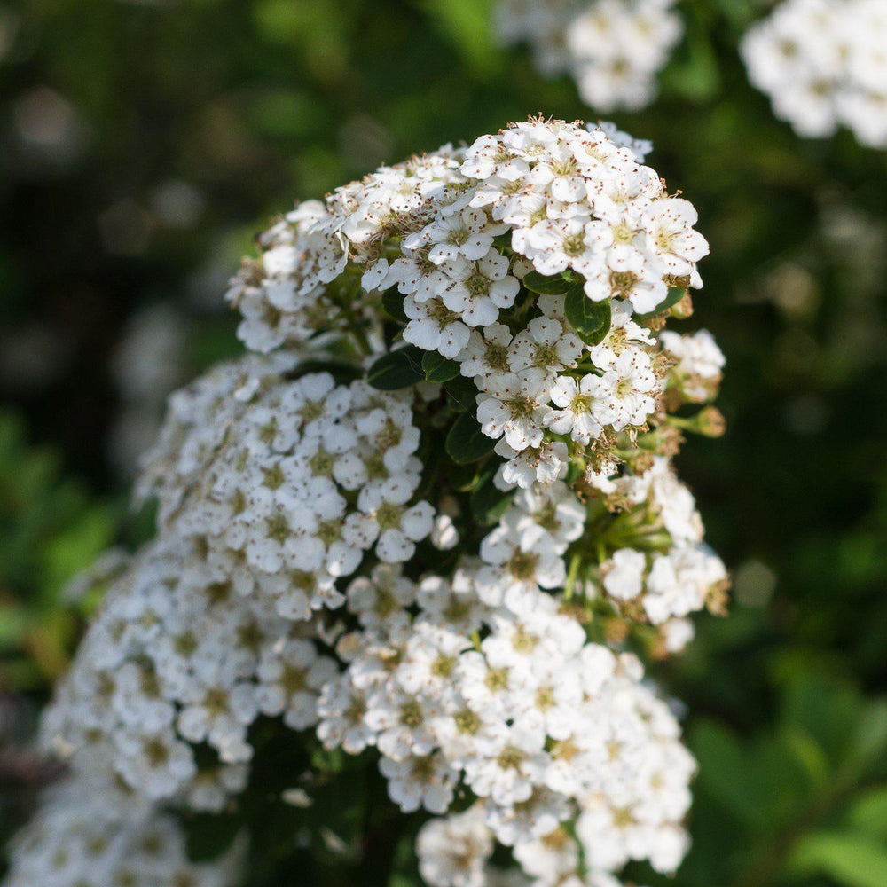 Spiraea nipponica 'Snowmound' ~ Snowmound Spirea-ServeScape