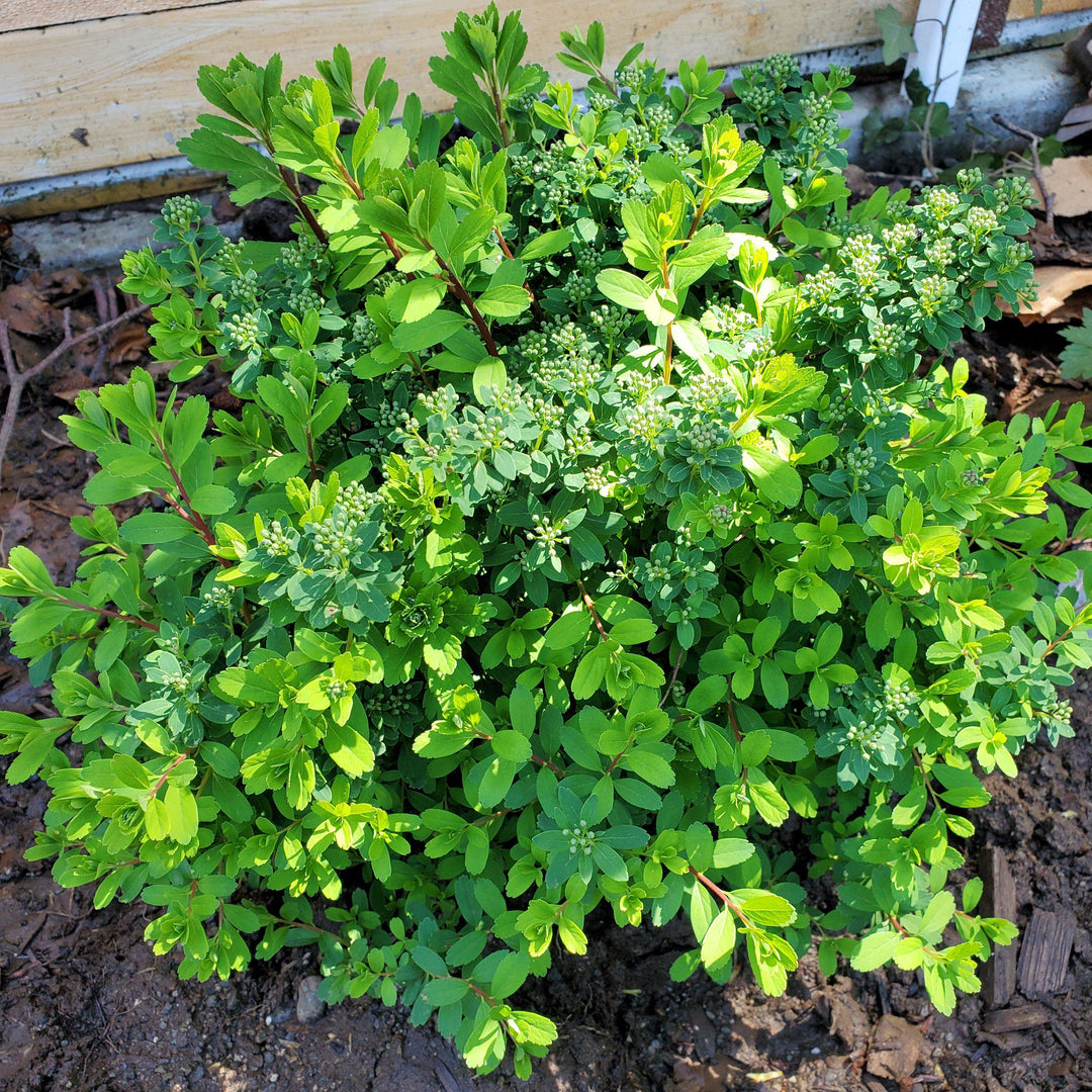 Spiraea nipponica 'Snowmound' ~ Snowmound Spirea-ServeScape