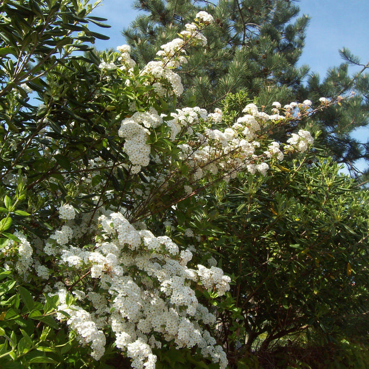 Spiraea nipponica 'Snowmound' ~ Snowmound Spirea-ServeScape