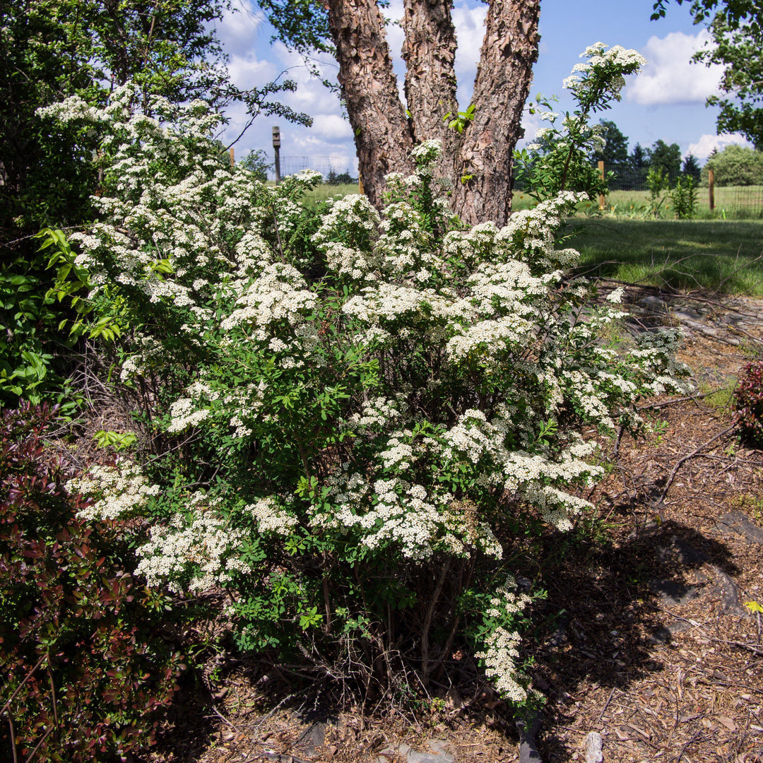 Spiraea nipponica 'Snowmound' ~ Snowmound Spirea-ServeScape