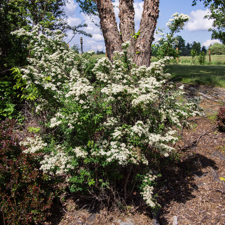 Spiraea nipponica 'Snowmound' ~ Snowmound Spirea-ServeScape