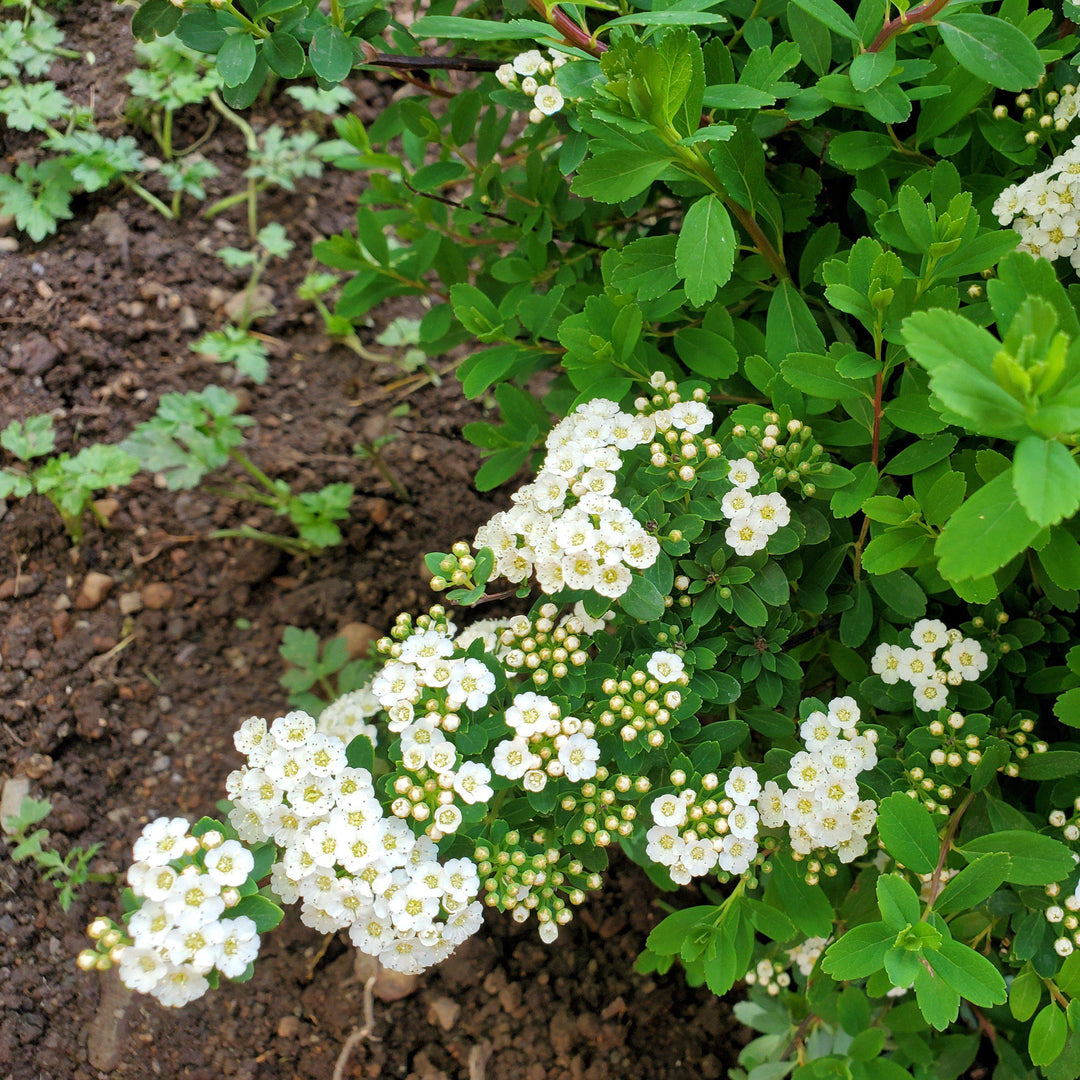 Spiraea nipponica 'Snowmound' ~ Snowmound Spirea-ServeScape