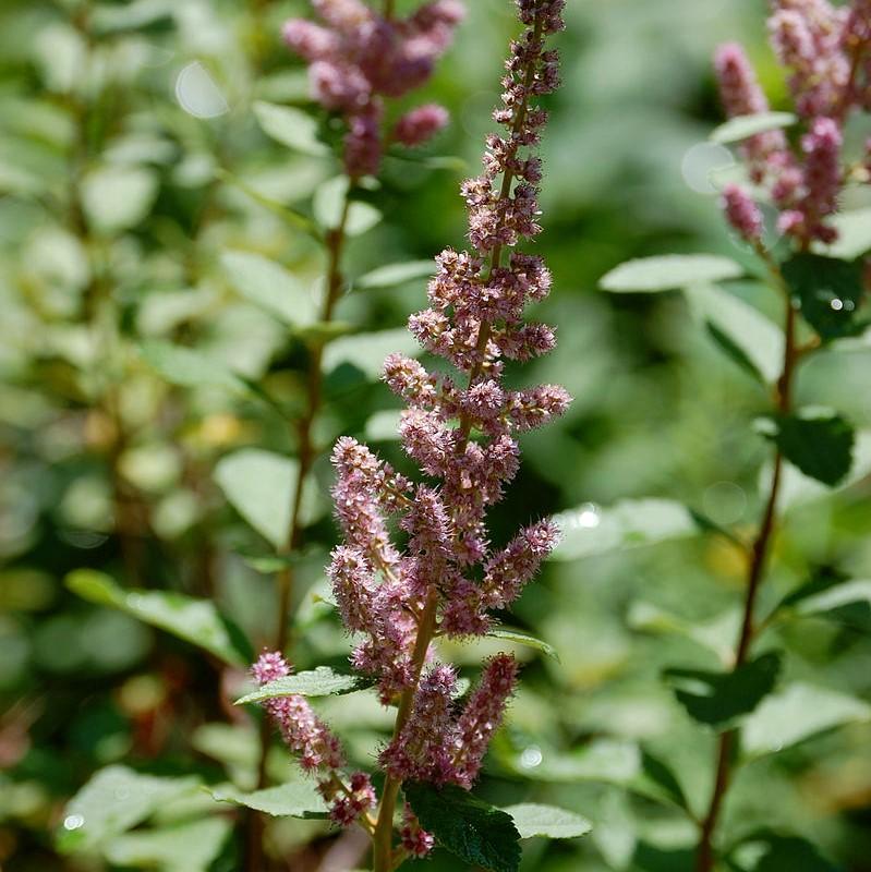 Spiraea tomentosa ~ Steeplebush-ServeScape