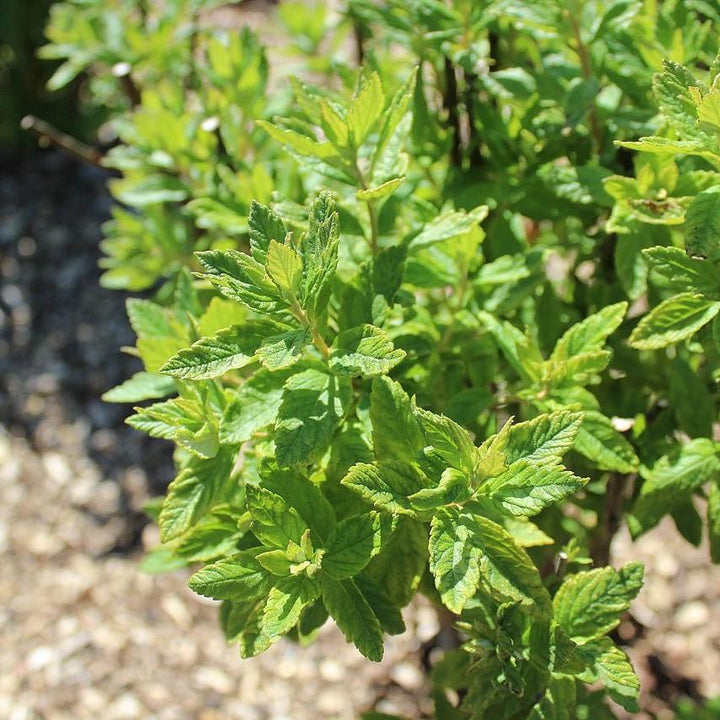 Spiraea tomentosa ~ Steeplebush-ServeScape
