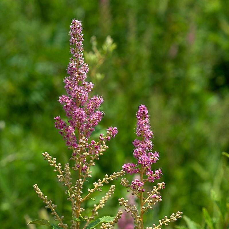 Spiraea tomentosa ~ Steeplebush-ServeScape