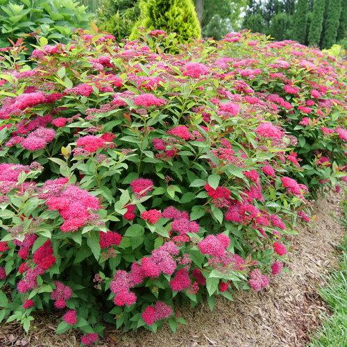 Spiraea x 'NCSX2' ~ Double Play Doozie® Spirea-ServeScape