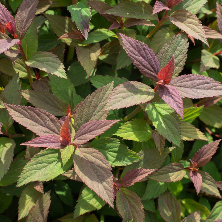 Spiraea japonica 'Iceconspir' PP 33,786 ~ Empire® Ice Dragon™ Spiraea-ServeScape