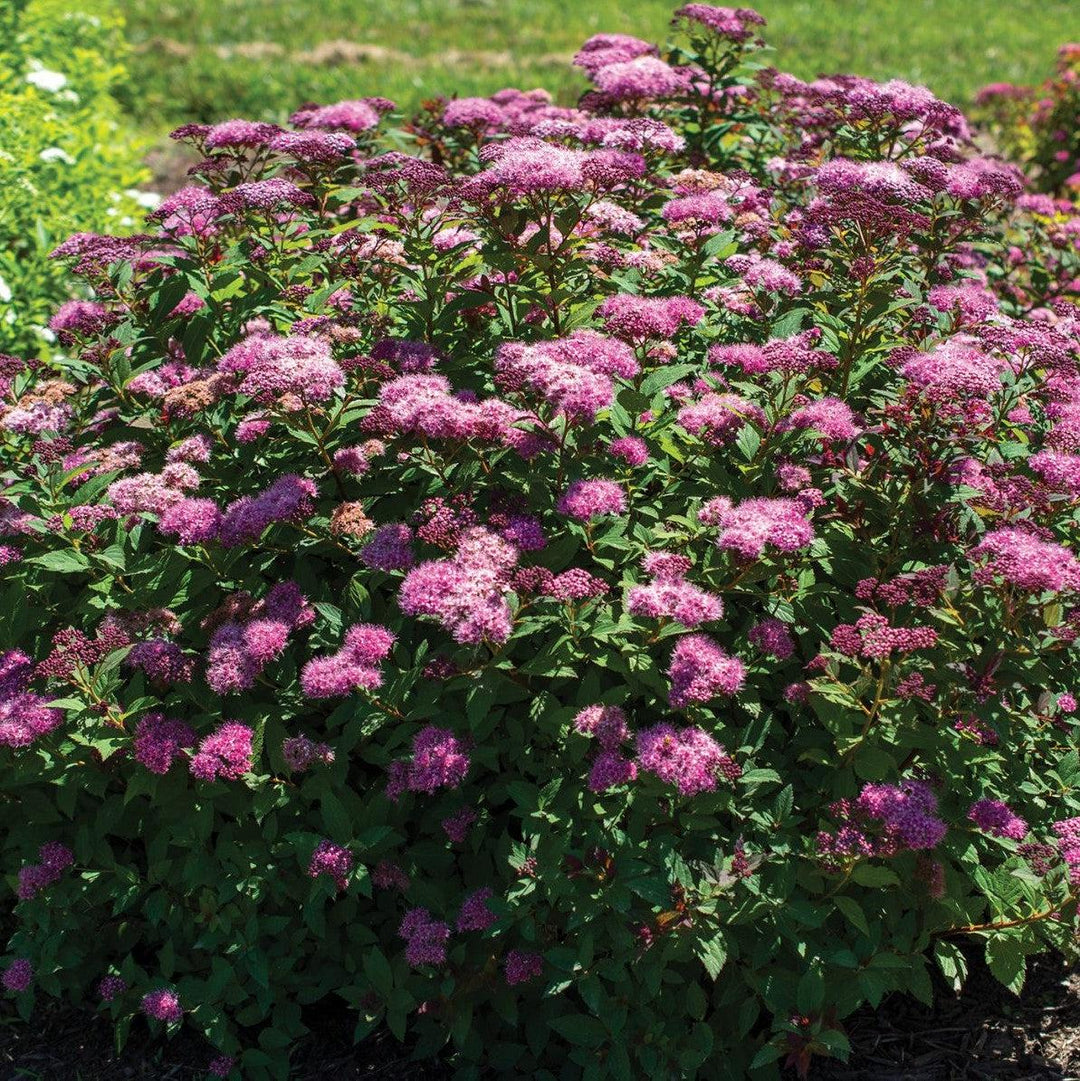 Spiraea japonica 'Iceconspir' PP 33,786 ~ Empire® Ice Dragon™ Spiraea-ServeScape