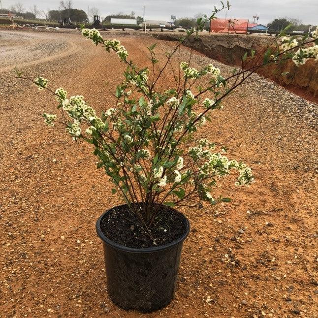 Spiraea cantoniensis ~ Reeve's Spirea-ServeScape