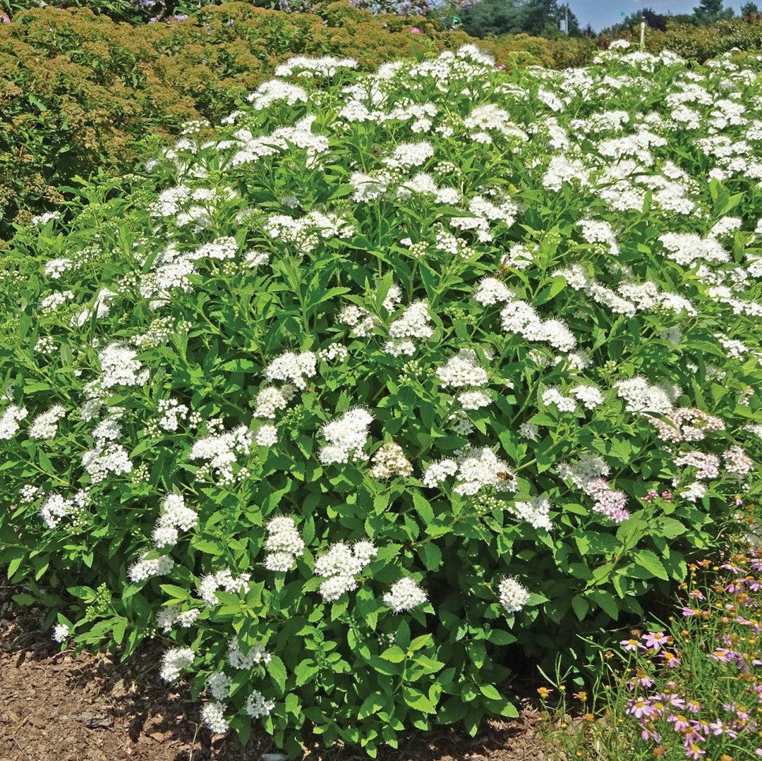 Spiraea japonica 'Conspiyet' PP 28,999 ~ Empire® Yeti™ Spiraea-ServeScape